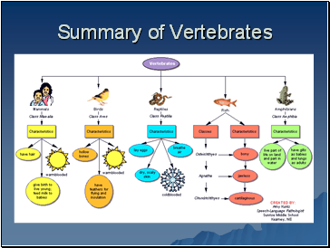 Summary of Vertebrates
