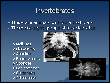 Invertebrates