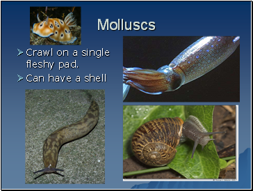 Molluscs