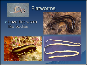 Flatworms