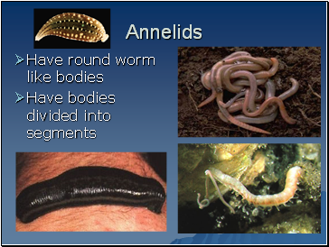 Annelids