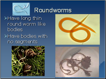 Roundworms