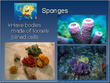 Sponges