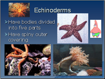 Echinoderms