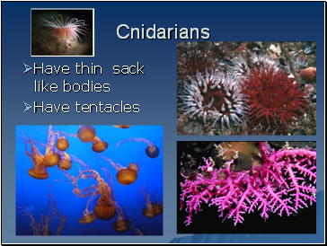 Cnidarians