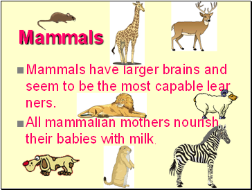 Mammals