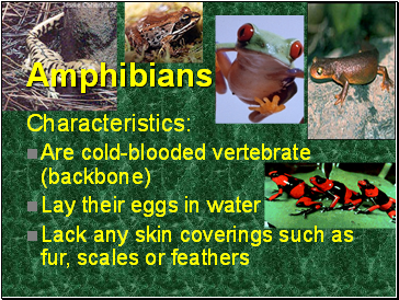 Amphibians