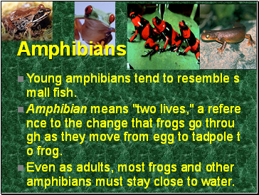 Amphibians