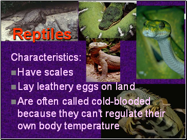 Reptiles