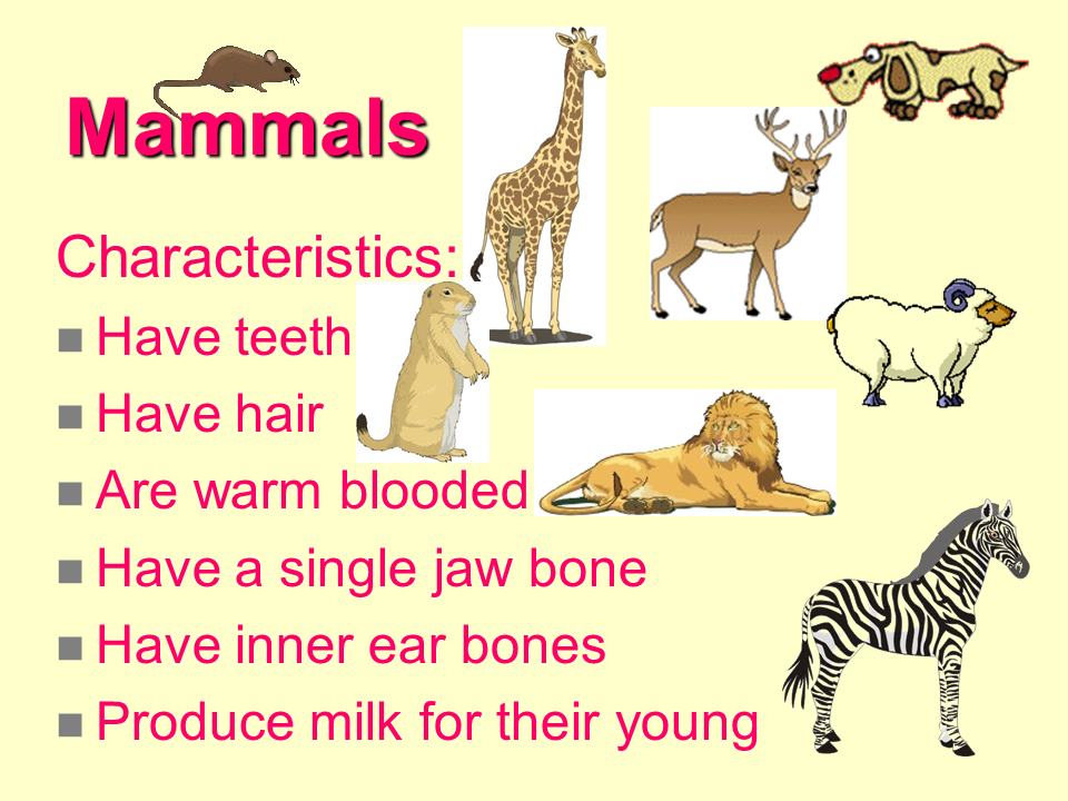 How many animals live. Млекопитающие животные. Animals презентация. Mammals животные. Млекопитающие животные на английском.