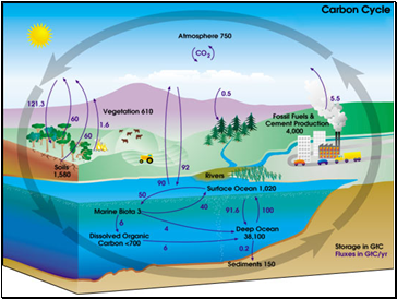 Carbon Cycle