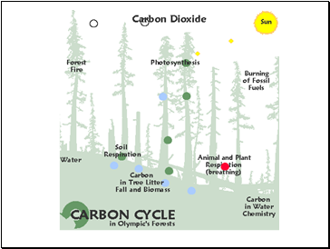 The Carbon Cycle