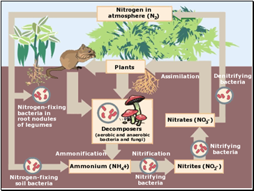 The Nitrogen Cycle