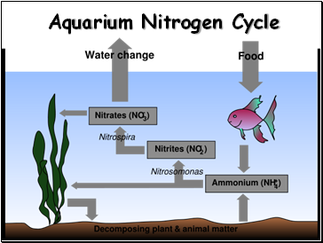 Aquarium Nitrogen Cycle