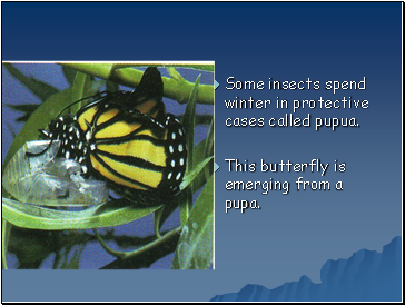 Some insects spend winter in protective cases called pupua.