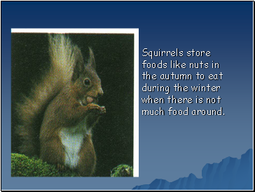 Squirrels store foods like nuts in the autumn to eat during the winter when there is not much food around.