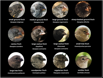 Darwins Finches