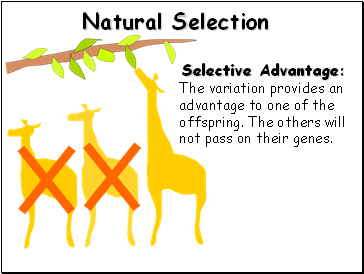 Natural Selection