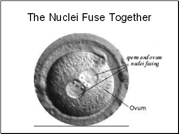 The Nuclei Fuse Together