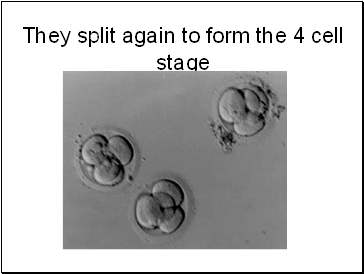 They split again to form the 4 cell stage