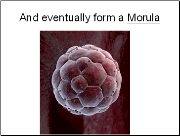And eventually form a Morula