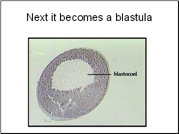 Next it becomes a blastula