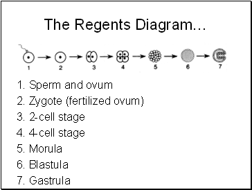 The Regents Diagram…