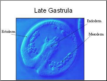 Late Gastrula