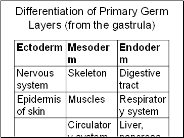 Differentiation of Primary Germ Layers (from the gastrula)