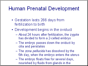 Human Prenatal Development