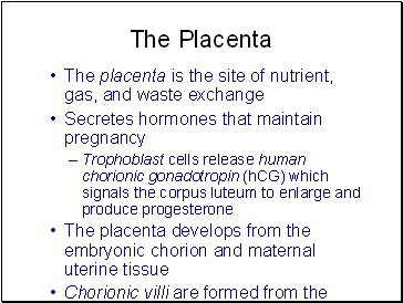 The Placenta