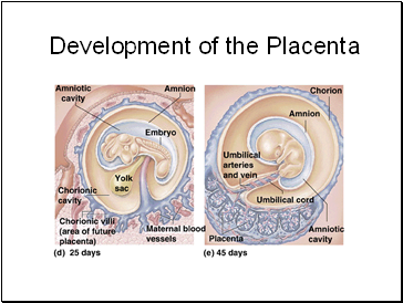 Development of the Placenta