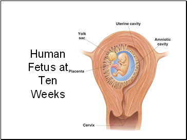 Human Fetus at Ten Weeks