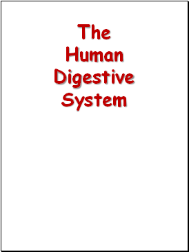 The Human Digestive System