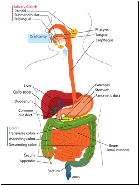 The Human Digestive System