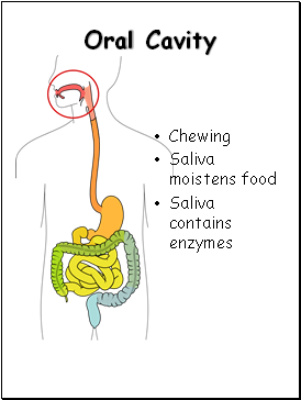 Oral Cavity