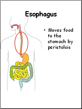 Esophagus