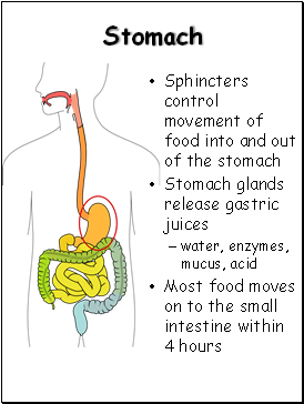 Stomach