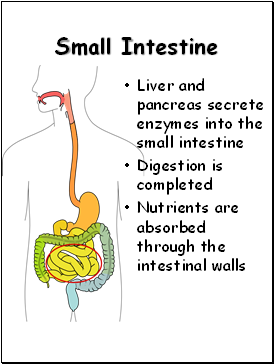 Small Intestine