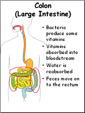 Colon (Large Intestine)