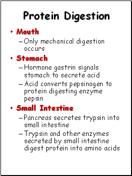 Protein Digestion