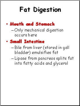 Fat Digestion