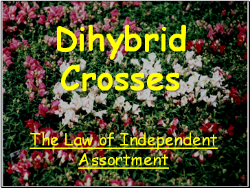 Dihybrid Crosses