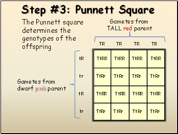 Step #3: Punnett Square