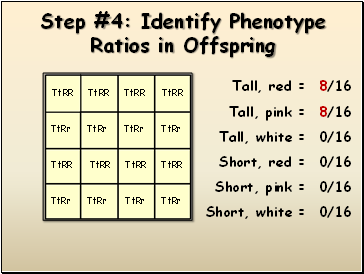 Step #4: Identify Phenotype Ratios in Offspring
