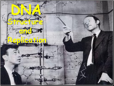 DNA. Structure and Replication