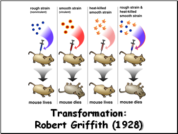 Transformation: Robert Griffith (1928)