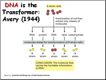 DNA is the Transformer: Avery (1944)