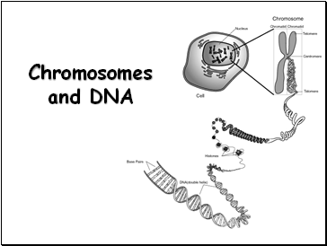 Chromosomes and DNA