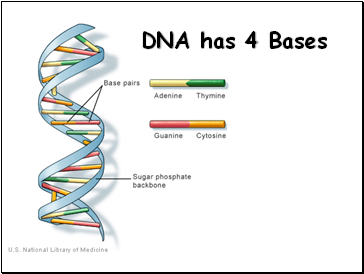 DNA has 4 Bases